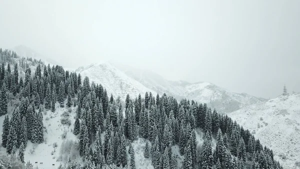 La foresta invernale è coperta di neve fresca. — Foto Stock