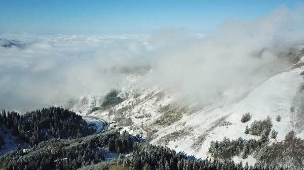 Sneeuwwoud in de bergen, boven de wolken. — Stockfoto