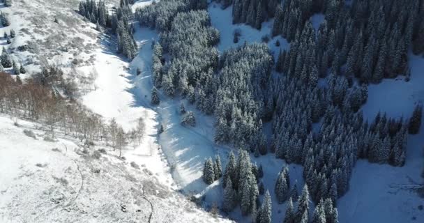 Śnieżny las w górach, nad chmurami. — Wideo stockowe