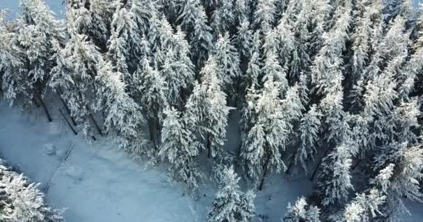 山の中の雪の森、雲の上. — ストック動画
