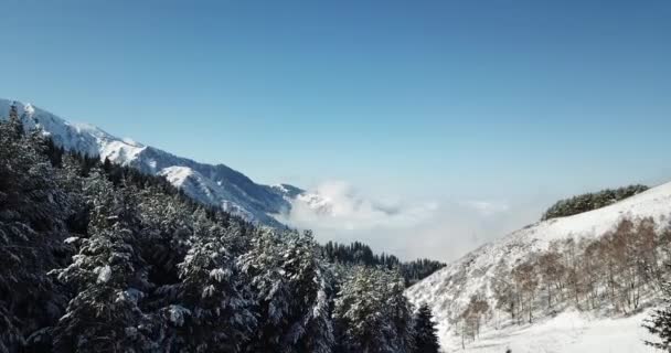 Bosque de nieve en las montañas, sobre las nubes. — Vídeos de Stock