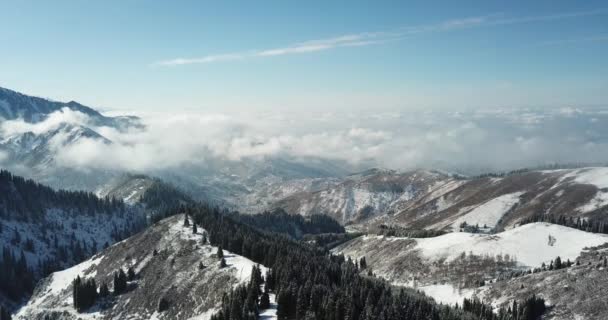 Bosque de nieve en las montañas, sobre las nubes. — Vídeos de Stock