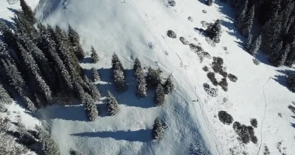 Χιονισμένο δάσος στα βουνά, πάνω από τα σύννεφα. — Αρχείο Βίντεο