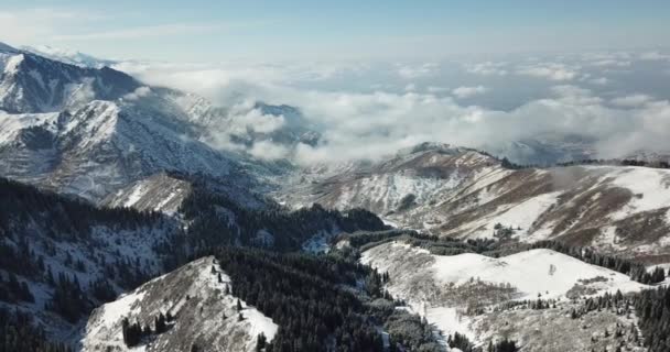 Śnieżny las w górach, nad chmurami. — Wideo stockowe