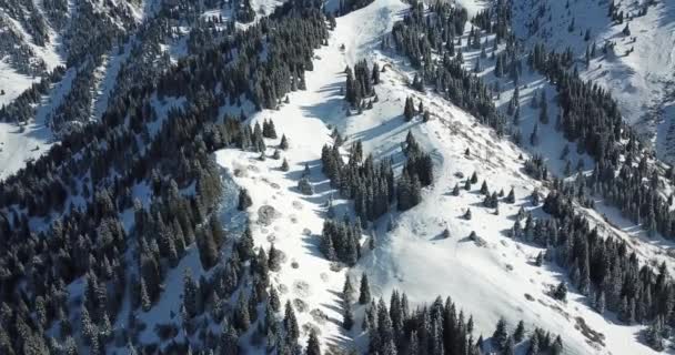 Schneewald in den Bergen, über den Wolken. — Stockvideo