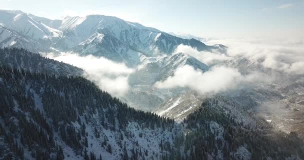 Śnieżny las w górach, nad chmurami. — Wideo stockowe