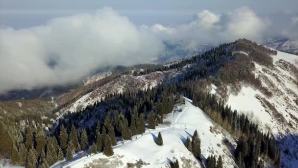 Vista de montañas nevadas y bosque. — Vídeo de stock