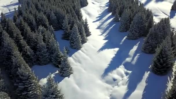 Vista de montañas nevadas y bosque. — Vídeo de stock