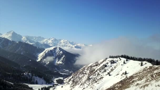 Vue sur les montagnes enneigées et la forêt. — Video