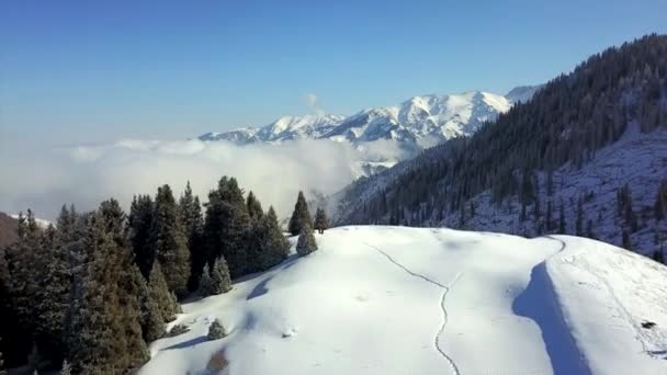 Vue sur les montagnes enneigées et la forêt. — Video