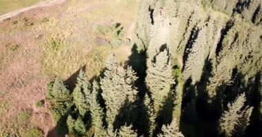 Yeşil dağlarda şafak.