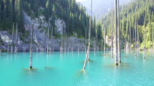 Árboles de coníferas se elevan desde las profundidades del lago de montaña — Vídeos de Stock