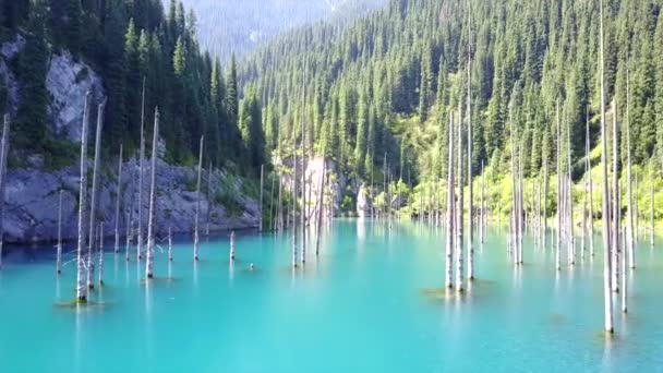 Naaldbomen rijzen op uit de diepte van het bergmeer — Stockvideo