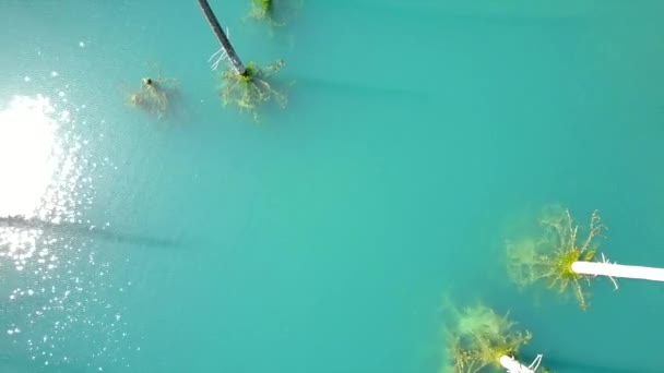 Árboles de coníferas se elevan desde las profundidades del lago de montaña — Vídeos de Stock