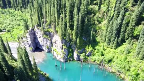 Coniferous trees rise from depths of mountain lake — Stock Video