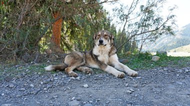 Köpek gölgede bir ağacın altında yatıyor..