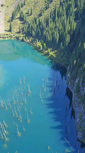 Kozalaklı ağaçlar dağ gölünün derinliklerinden yükseliyor.