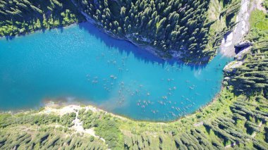Kozalaklı ağaçlar dağ gölünün derinliklerinden yükseliyor.