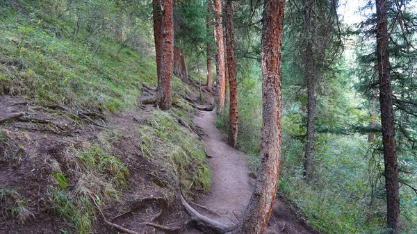 Kolsay Gölü boyunca orman yolu.
