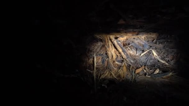 Luz de una linterna en la pared de la cueva. — Vídeo de stock