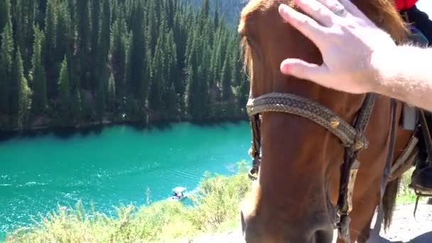 Dağ gölünün arka planında bir at. — Stok video
