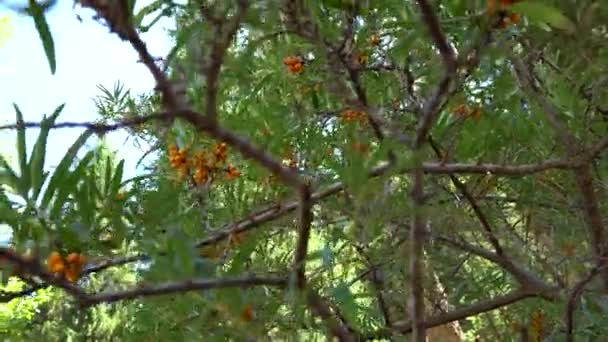 Sea buckthorn branches move in the wind. — Stock Video