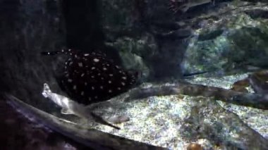 Bangkok 'ta büyük bir akvaryum. Deniz hayvanı..