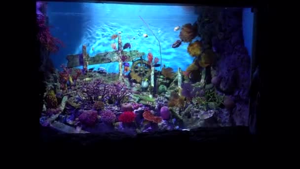 Stort akvarium i Bangkok. Marina djur. — Stockvideo