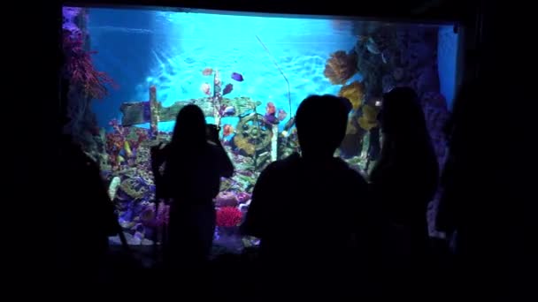 Grande acquario a Bangkok. Animali marini. — Video Stock