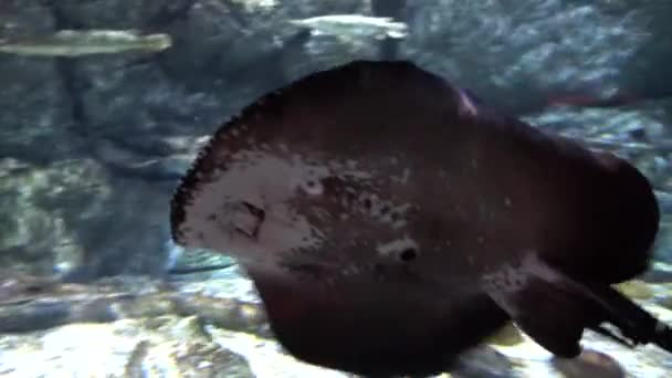 Gran acuario en Bangkok. Animales marinos. — Vídeos de Stock