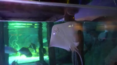 Bangkok 'ta büyük bir akvaryum. Deniz hayvanı..