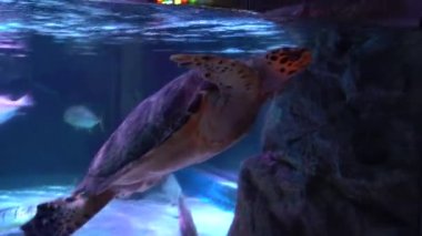 Bangkok 'ta büyük bir akvaryum. Deniz hayvanı..
