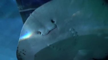 Bangkok 'ta büyük bir akvaryum. Deniz hayvanı..