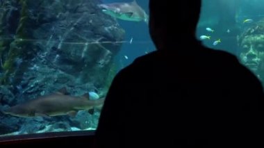 Bangkok 'ta büyük bir akvaryum. Büyük köpekbalıkları..