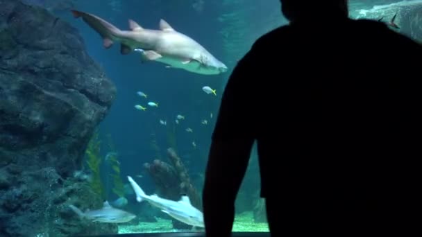 Groot aquarium in Bangkok. De grote haaien. — Stockvideo