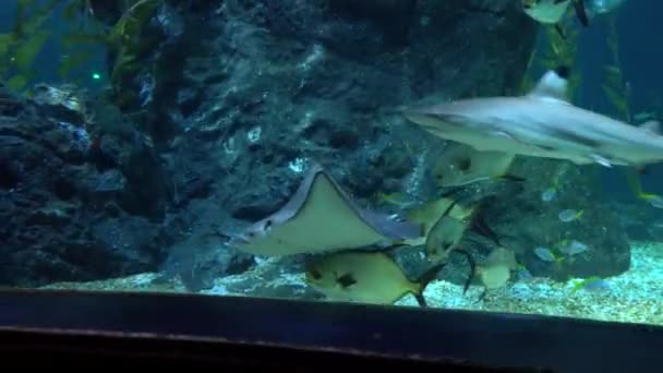 Grande aquário em Banguecoque. Animais marinhos. — Vídeo de Stock