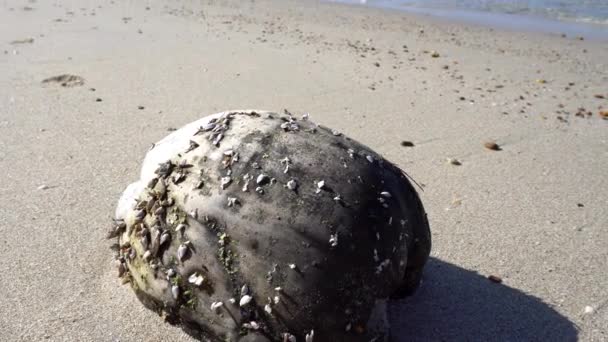 Kokos porośnięty muszelkami. Leżąc na plaży. — Wideo stockowe