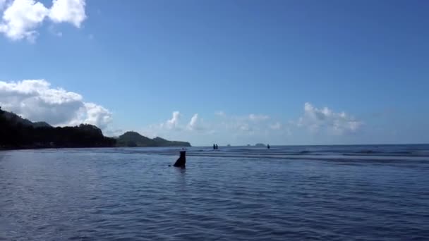 Pies siedzi w morzu i cieszy się widokiem. — Wideo stockowe