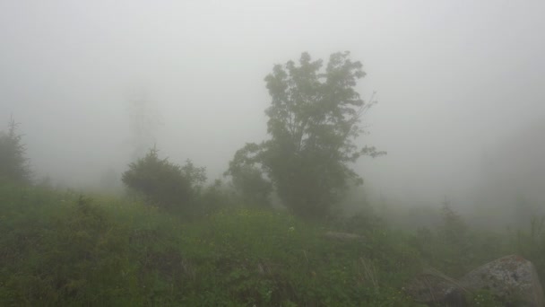 Una pesada niebla cubría el bosque. — Vídeos de Stock