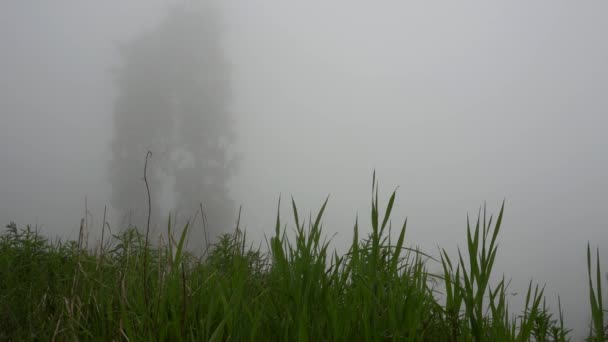 Una pesada niebla cubría el bosque. — Vídeos de Stock
