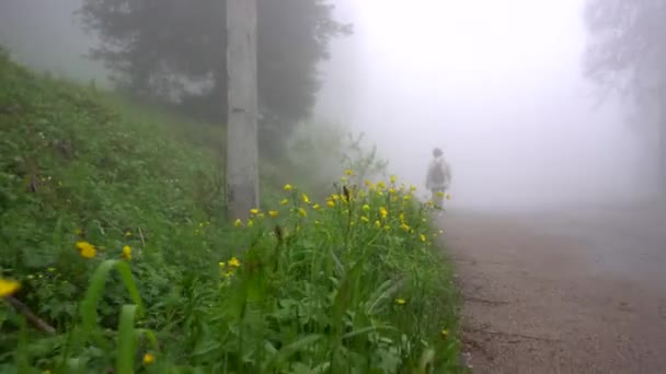 Gelbe Blumen im Nebel. Wald. — Stockvideo