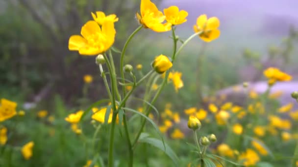 Gelbe Blumen im Nebel. Wald. — Stockvideo