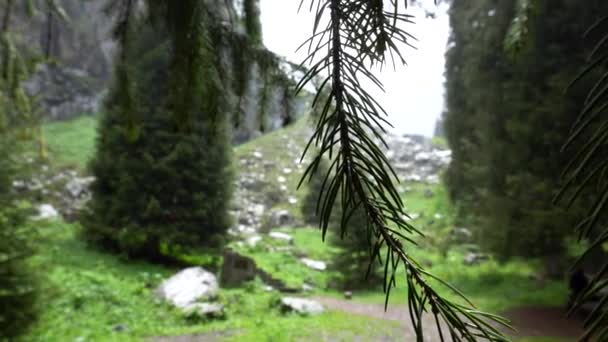 Fotografi makro cabang cemara di hutan — Stok Video