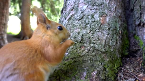 Um esquilo vermelho com uma cauda fofa mordisca uma porca. — Vídeo de Stock