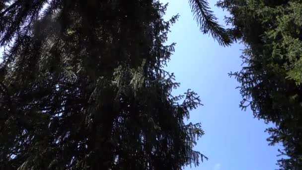 Макрофотография еловых ветвей в лесу — стоковое видео