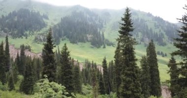 Dağlarda ormanla kaplı yeşil vadi..