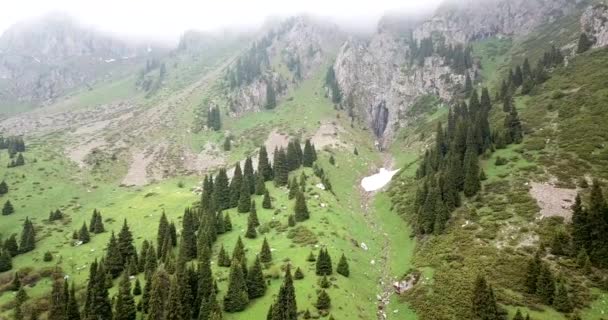 Зеленое ущелье с лесом в горах. — стоковое видео