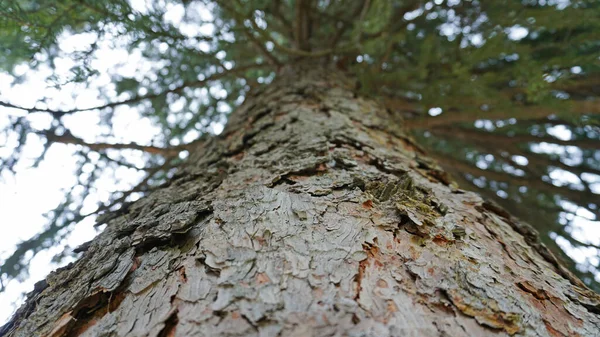 Macro fotografia di corteccia di conifere. — Foto Stock