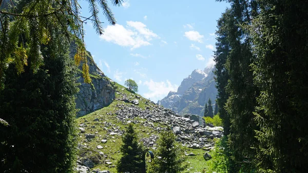 Spruce trees in the forest in the mountains. — Stock Photo, Image