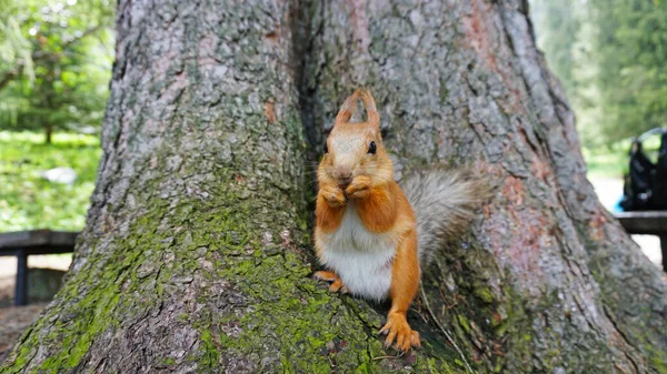 A red squirrel with a fluffy tail nibbles a nut.